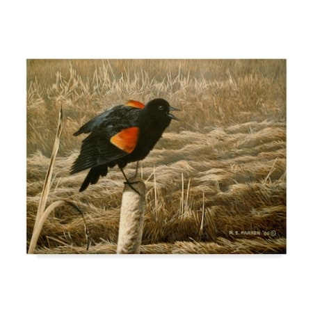 Trademark Fine Art Ron Parker 'Red Winged Blackbird' Canvas Art